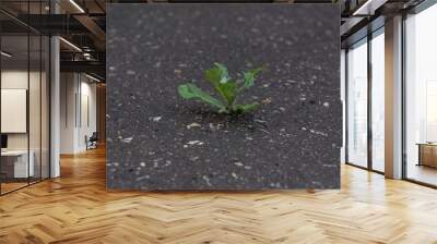 Grown through asphalt Wall mural