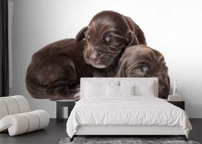 Couple of week old russian spaniel puppies isolated on white bac Wall mural