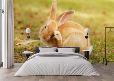 Beautiful young red rabbit scratching on a picturesque meadow Wall mural