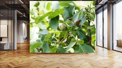 Damaged diseased green fruits and leaves of a walnut tree on a farm Wall mural