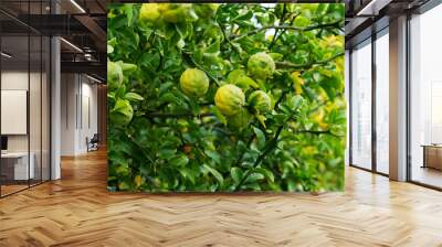 green fruits of trifoliate orange tree in garden. citrus trifoliata Wall mural