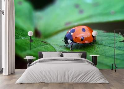 ladybug on leaf Wall mural