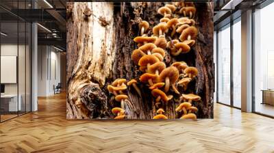 Mushrooms growing inside a tree Wall mural