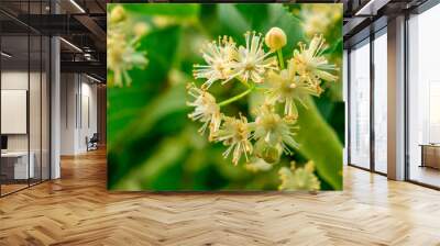 Linden blossom(Tilia cordata) - a closer look at inflorescence Wall mural