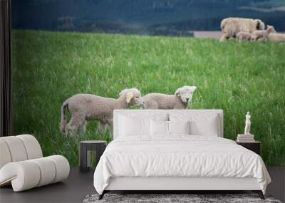 sheep lamb animal farm grass Wall mural