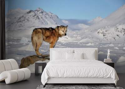 dog sledging trip in cold snowy winter, greenland Wall mural