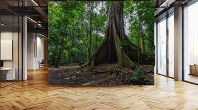 The Kapok tree or Ceiba is one of the largest Wall mural