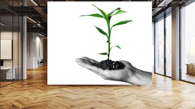 Plant in the hand Wall mural