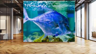 tropical fish Selena womer close-up swimming in a saltwater aquarium Wall mural