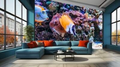 Underwater life of a hard-coral reef, Red Sea, Egypt Wall mural