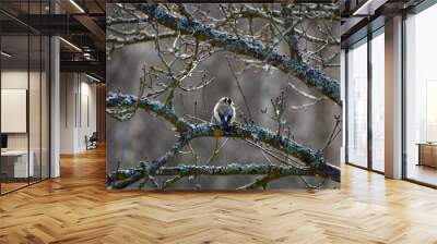 wild nature captured on sony alpha camera Wall mural