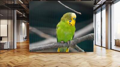 yellow and green parrot Wall mural