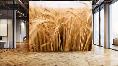 Yellow wheat grain ready for harvest in farm field Wall mural