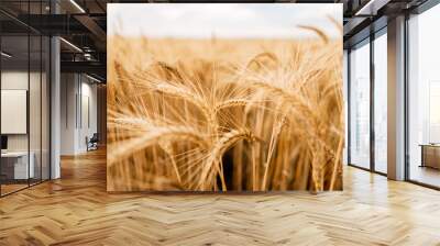 Yellow wheat grain ready for harvest in farm field Wall mural