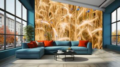 Yellow wheat grain ready for harvest in farm field Wall mural