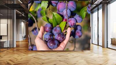 plum tree harvest Wall mural