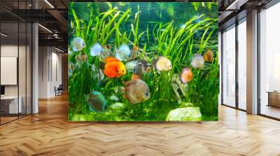 Fresh water aquarium with colorful fishes . Wall mural