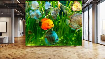 Fresh water aquarium with colorful fishes . Wall mural