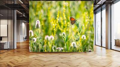 butterfly on wild flower meadow Wall mural