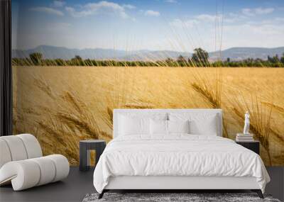 field of bread wheat Wall mural