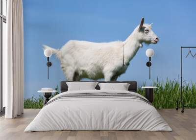 goat on green meadow Wall mural