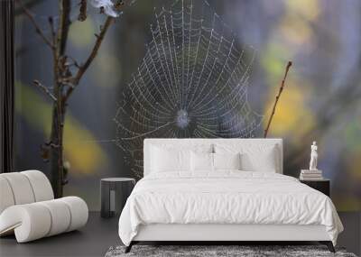 nice wet web in morning dew Wall mural