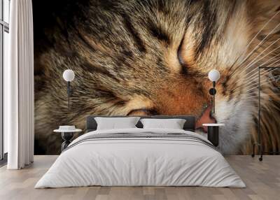 Sleeping cat Wall mural