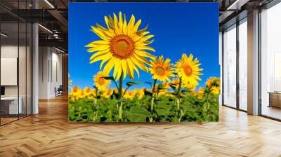 yellow sunflowers under blue sky Wall mural