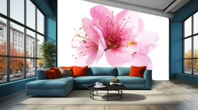 almond pink flowers isolated on white Wall mural