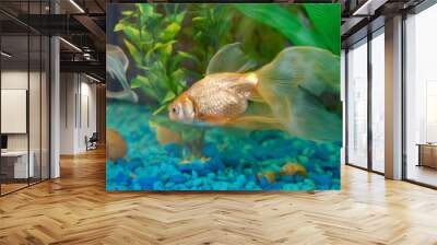 Tropical golden fish Wall mural