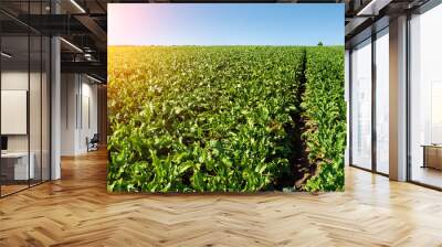 bright green leaves in Sugar beet field with sun Wall mural