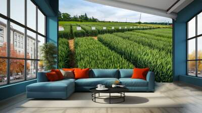 demo sectors of cereals with pointers flags, new varieties in winter barley and wheat Wall mural