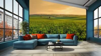 green sprouts of wheat or rye on the hilly terrain of the agricultural field, at evening lights, spring Wall mural