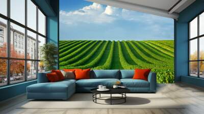 level lines of currants, plantation as a background composition Wall mural