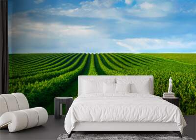 level lines of currants plantation, natural fruit products. Wall mural