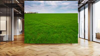 Spring landscape of green field with winter crops and sky with clouds Wall mural