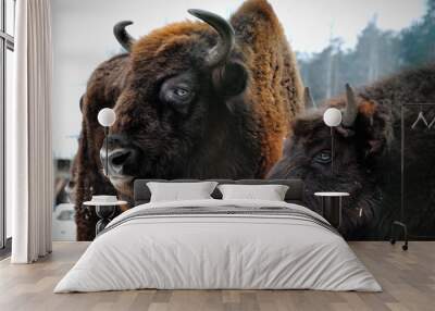 two portrait of European bison in winter Wall mural