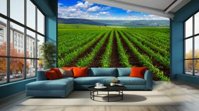 view of lines of young corn shoots on field Wall mural