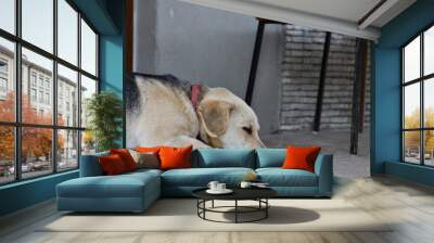 The domestic dog is lying and waiting for his master in front of the door Wall mural