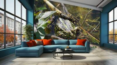 frog in the water Wall mural