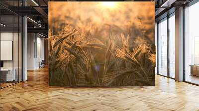 A ripe field of rye with the sun illuminating it from the back Wall mural