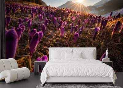 Spring in Tatry Mountains in Poland. Crocuses in meadows and snow in mountains. Wall mural