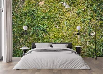 forest ground with green moss and grass texture. Wall mural