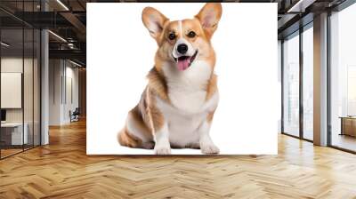 corgi isolated on transparent background Wall mural