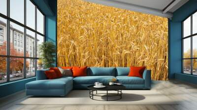 Cereal plants ears of corn ripened in the field. Agricultural background Wall mural