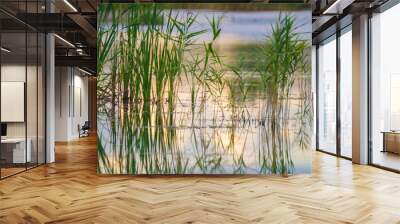 Green plants reeds in the lake at sunset Wall mural