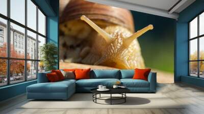 Large snail close-up. Macro photography Wall mural