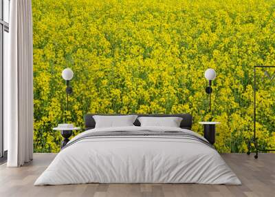 Yellow ripe flowers of agricultural rapeseed for background Wall mural