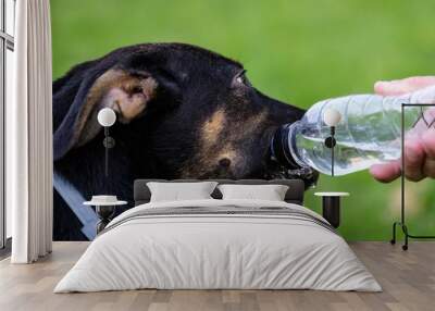 black dog portrait drinking water from a bottle in a park, summer heat hydration Wall mural