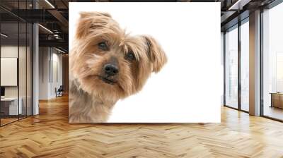 funny dog isolated face peeking from one side, surprised dog. dogguie with curiosity expression raising his ears. Hey what's up dog brown Yorkshire Terrier dog. Blurry background Wall mural